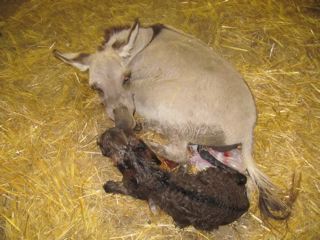 Emerald_Ridge_Piper_Miniature_donkey_jenny_giving_birth_picture_at_Poplargrove_Stud_filly